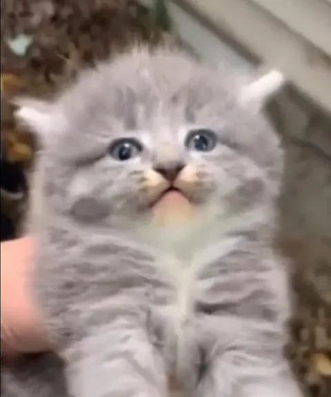 Котёнок кричит от неожиданности