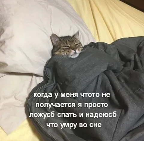 Кот ложится спать от проблем