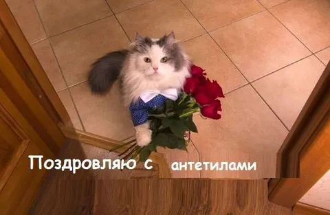 Кот поздравляет с антетилами