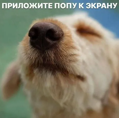 Приложите попу к экрану
