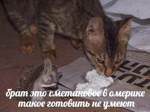 Кот и сметановое блюдо