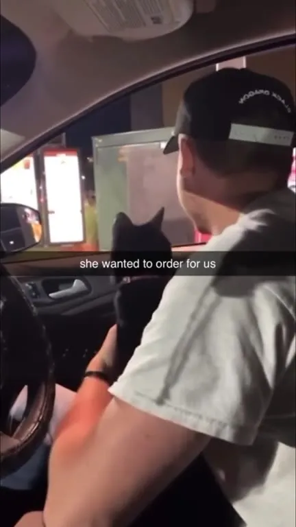 Cat Orders at the Drive-Thru