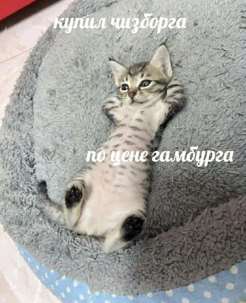 Котёнок по цене гамбургера