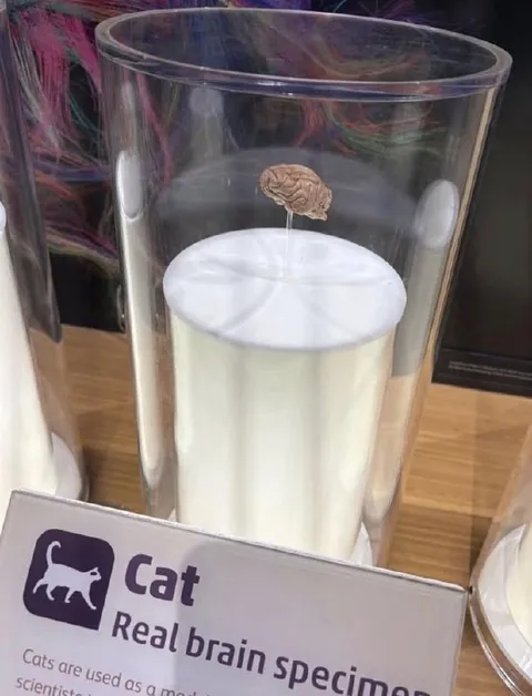 Cat Real Brain Specimen