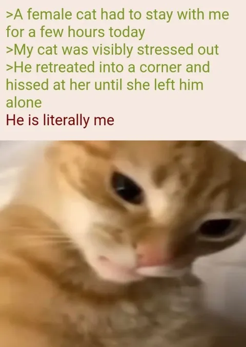Cat Hissing at Female Cat