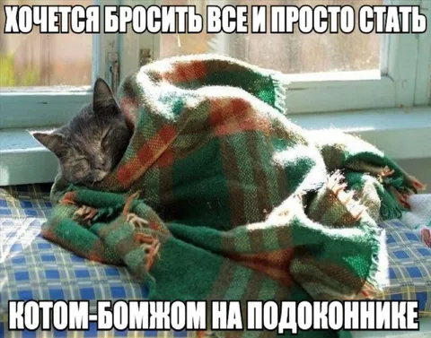 Котом-бомжом на подоконнике