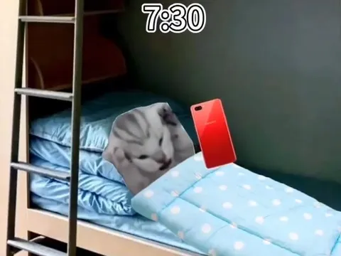 Кот проживает целый день в кровати