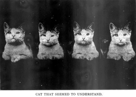 Cat That Seemed to Understand