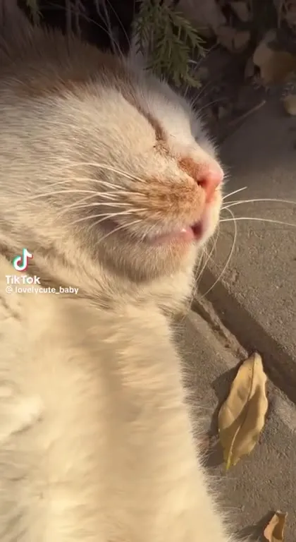 Кот храпит на солнце