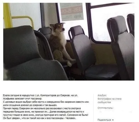 Кот едет в маршрутке как человек