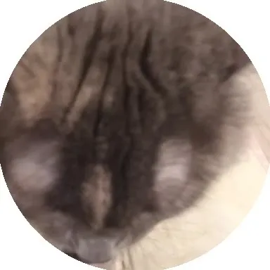 Уставший кот крупным планом