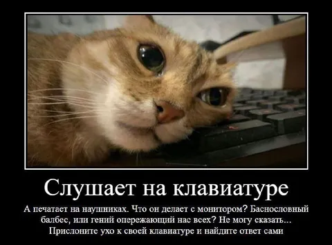 Кот слушает клавиатуру