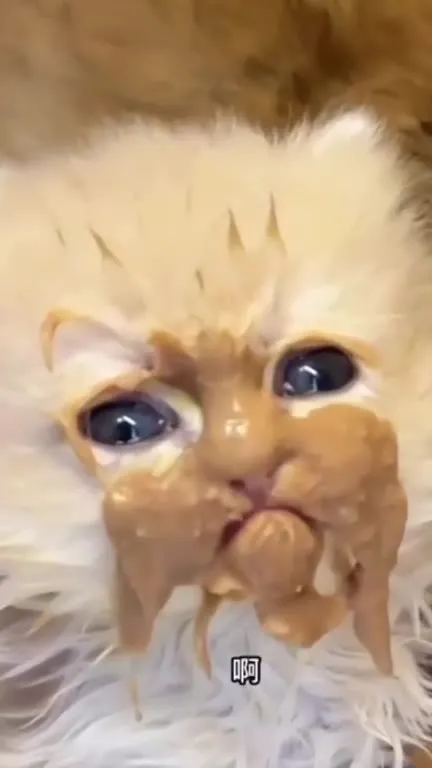 小猫被自己的脸吓到