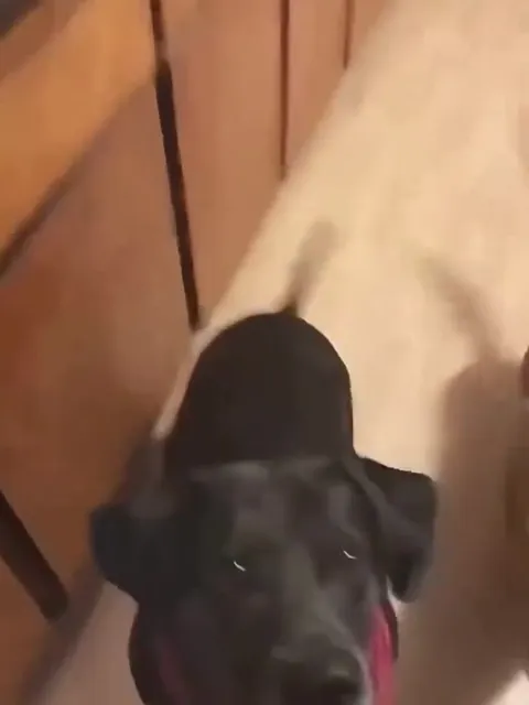 Dogs Refuse to Eat Vegetables