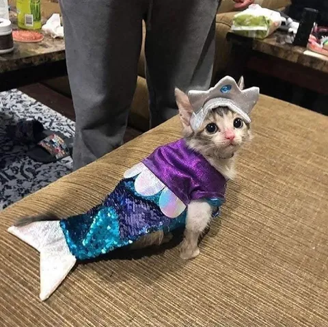 Котёнок в костюме русалки