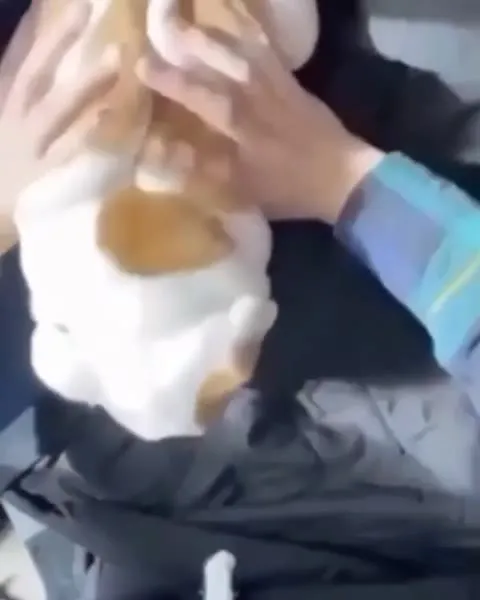 Щенок с большими щеками