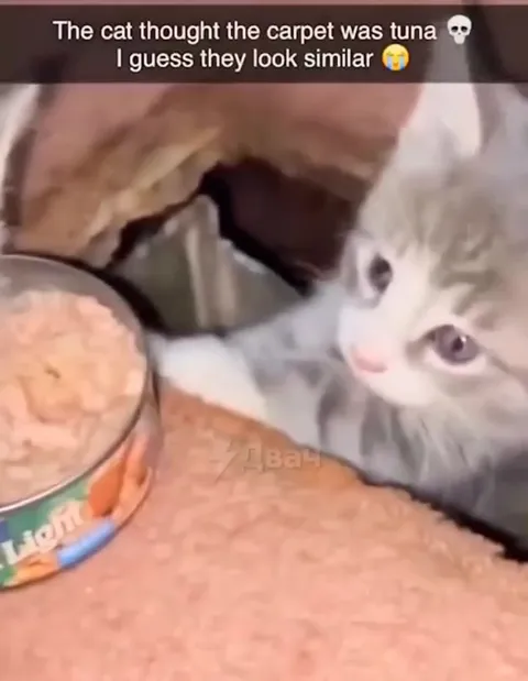 Cat Mistakes Carpet for Tuna