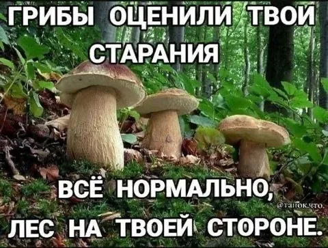 Грибы оценили твои старания