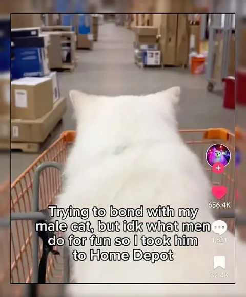 Bonding With My Male Cat