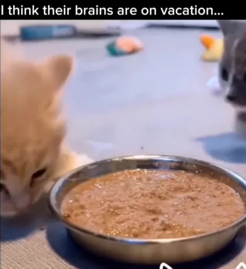 Kittens Drinking From the Bowl