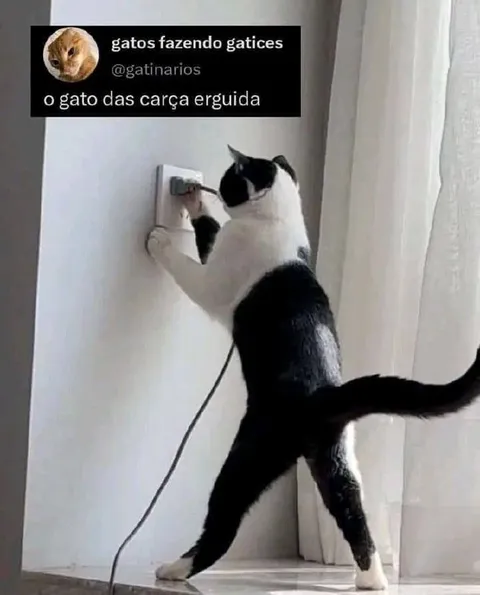 Gato das calças erguidas