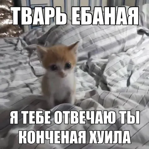 Котёнок отвечает обидчику