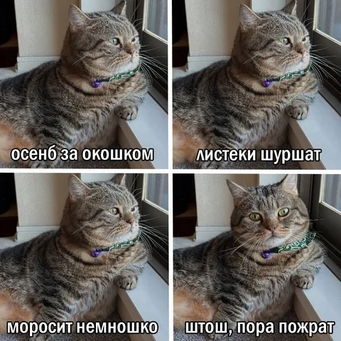 Кот решил, что пора пожрать