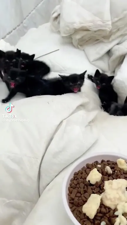 Котята требуют еду