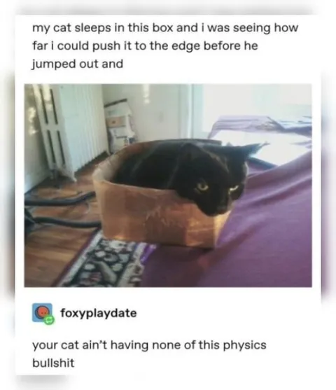 Cat Defies Box Physics