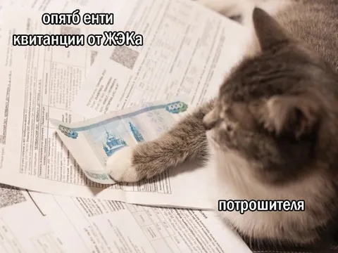 Кот-потрошитель квитанций от ЖЭКа