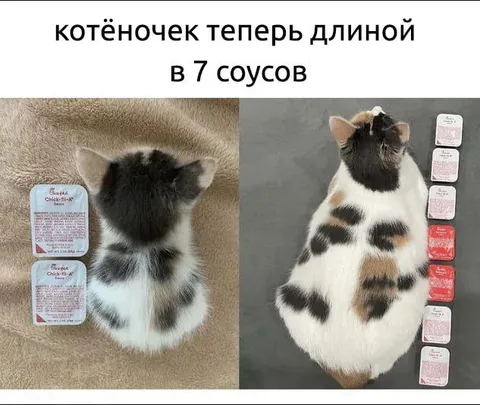 Котёночек длиной в семь соусов