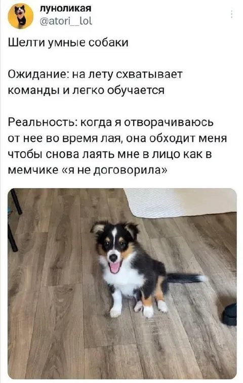 Шелти и я не договорила