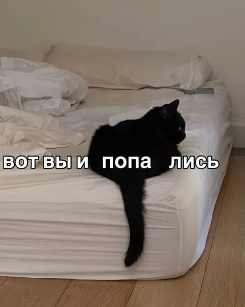 Вот вы и попались