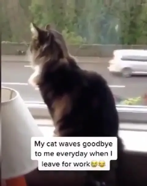 Cat Waves Goodbye for Work