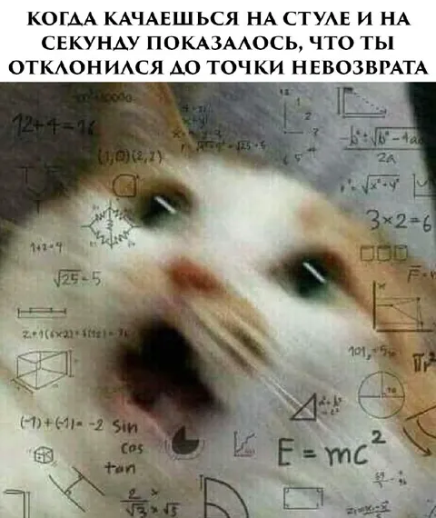 Кот достиг точки невозврата