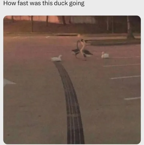 How Fast Was This Duck Going