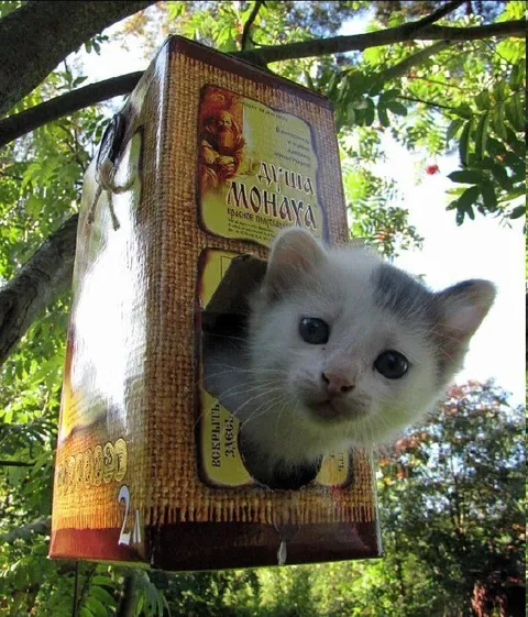 Котёнок выглядывает из коробки
