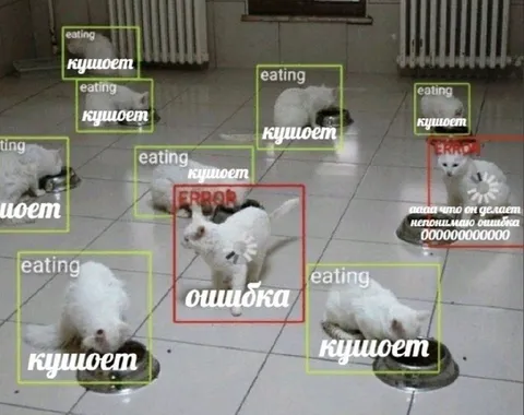 Коты массово кушают, один ошибся