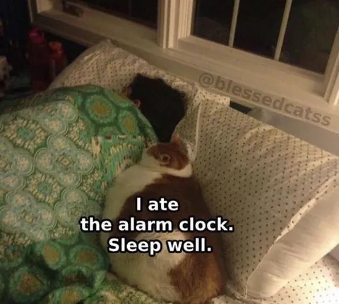 Cat Ate the Alarm Clock