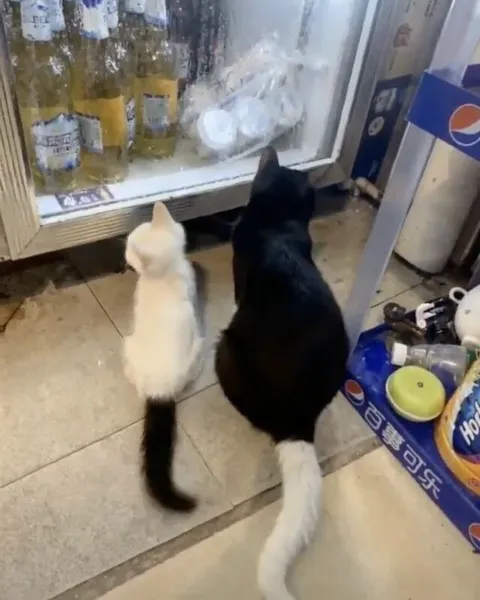Коты выбирают напитки