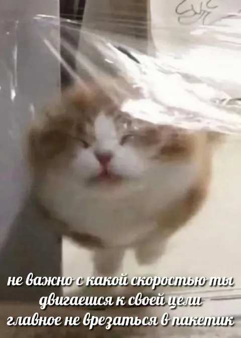 Кот медленно движется к цели