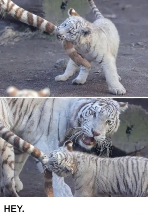 Tiger Cub Says Hey