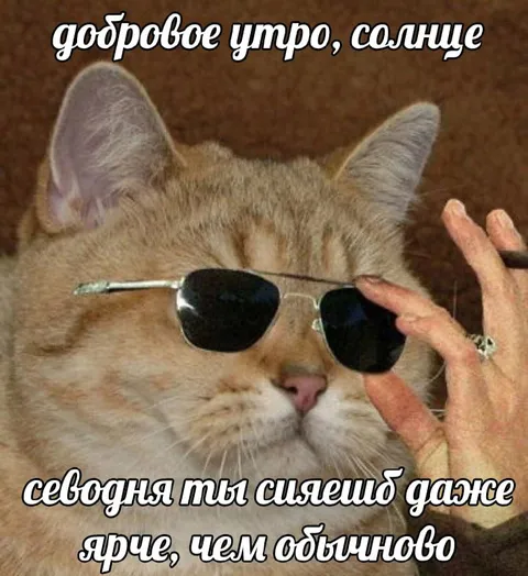 Кот в солнечных очках