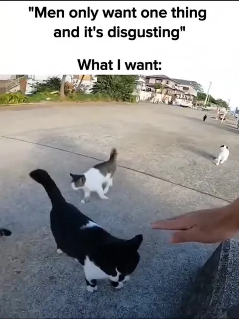 Men Only Want Cats