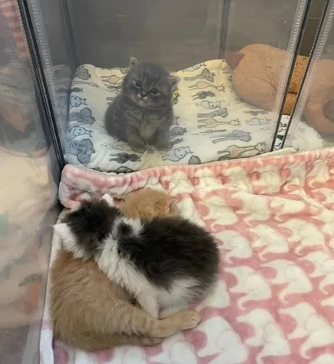 Котёнок смотрит на обнимающихся котят