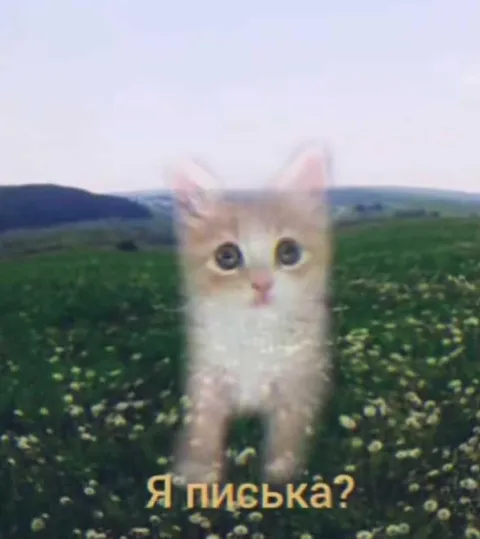 Котёнок спрашивает «Я писька?»