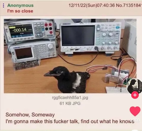 Crow Interrogation Setup