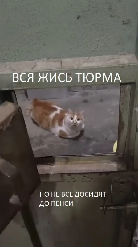 Кот не дожил до пенсии