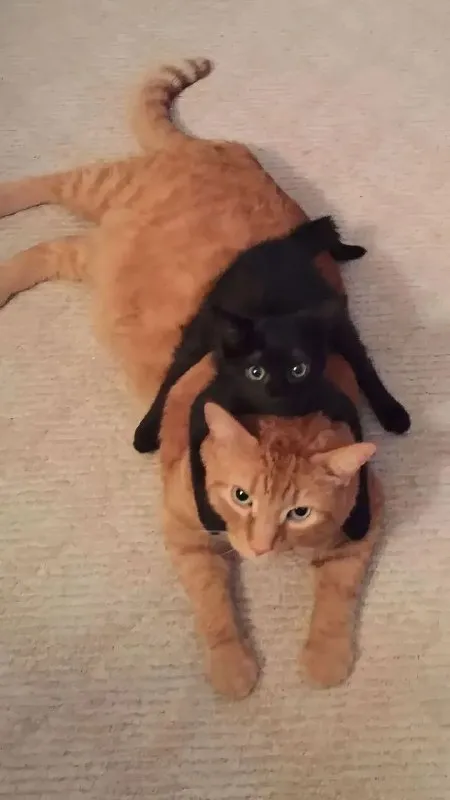 Чёрный кот на рыжем коте