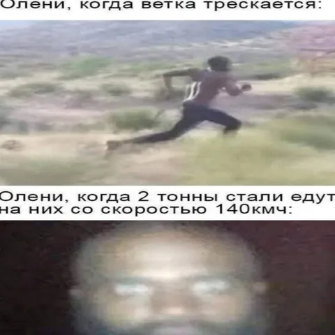 Олени и ветка против машины
